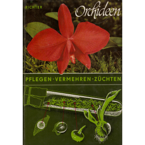 Orchideen (RICHTER, Walter)